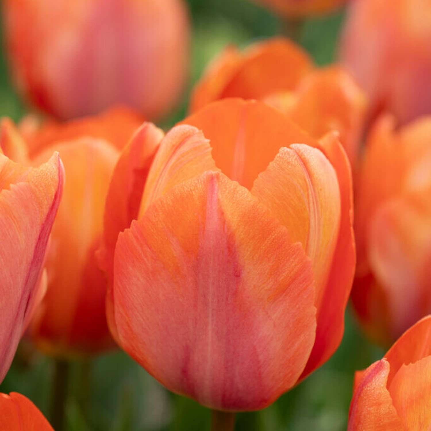 Tulipan 'Apricot van Eijk'